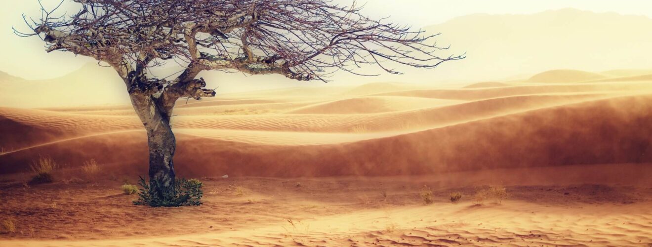 desert with a standing grey dead tree