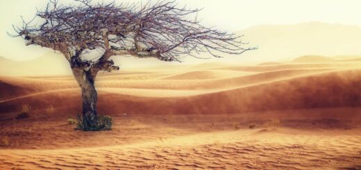 desert with a standing grey dead tree